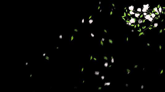 玉兰花花瓣修饰飘落动画视频的预览图