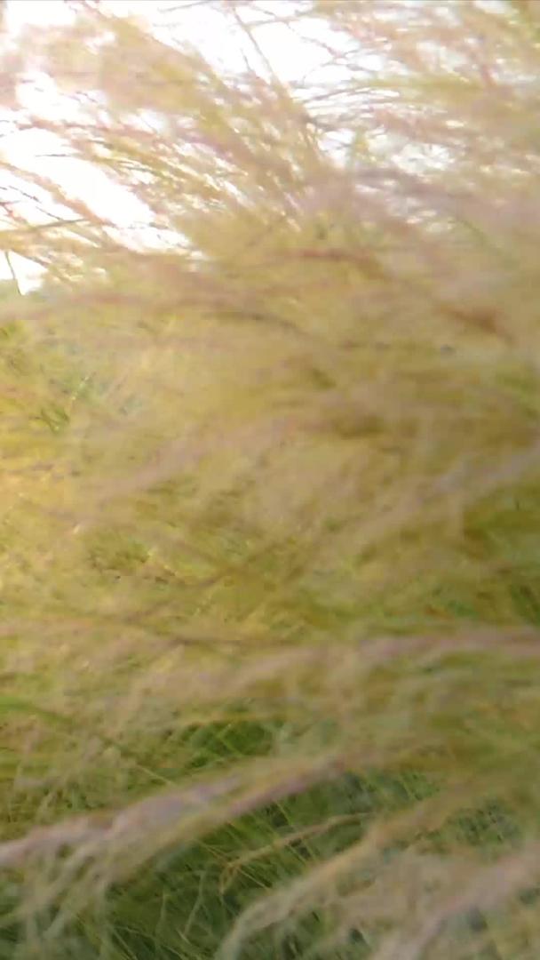 浪漫的光影植物随风飘动视频的预览图