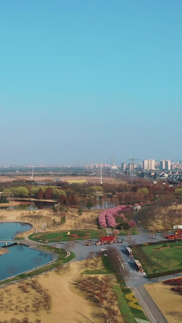春天辰山植物园樱花盛开视频的预览图
