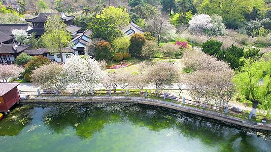 春季南京莫愁湖公园4k航拍风景视频的预览图