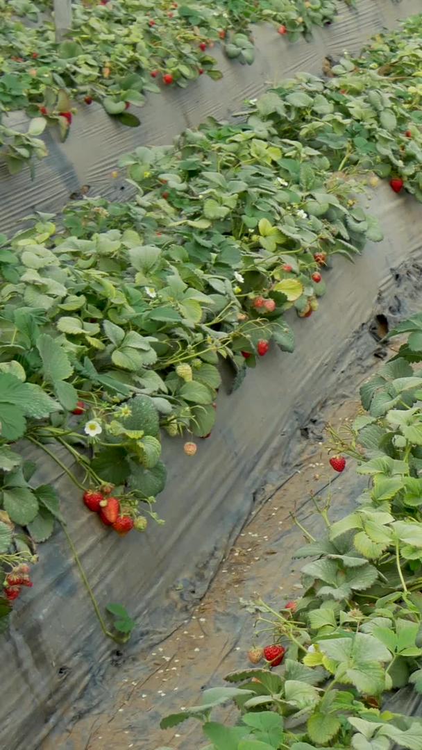 种植水果草莓草莓农业大棚视频的预览图
