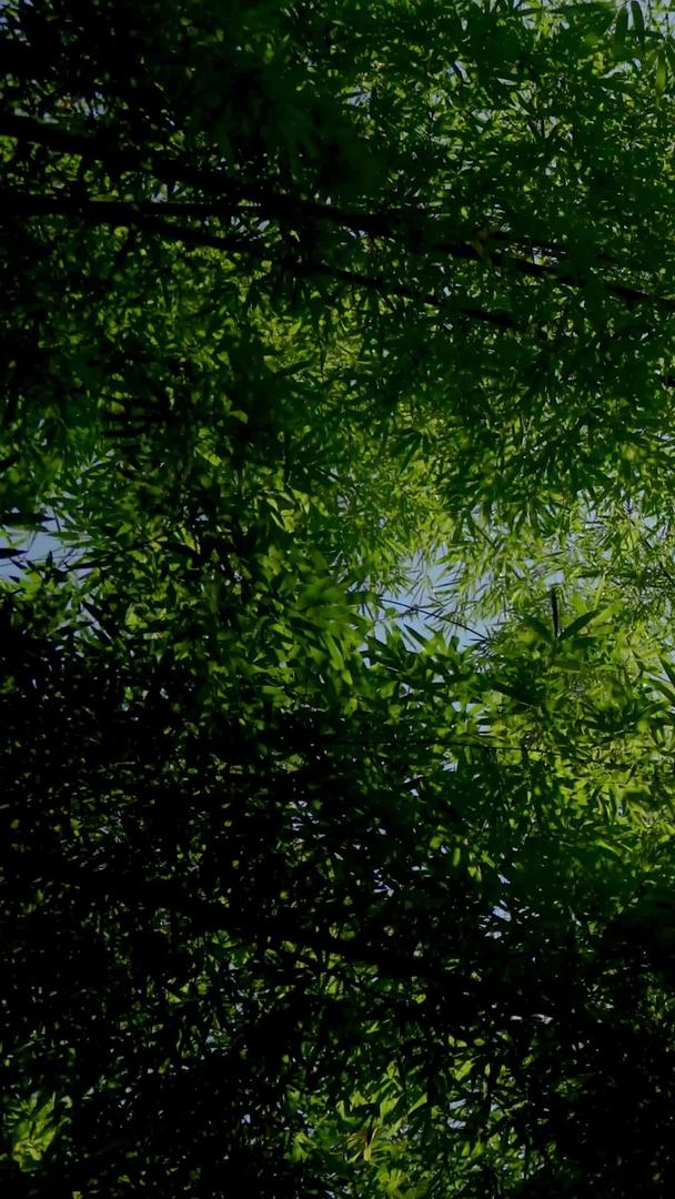 竹林逆光运动空镜实拍视频的预览图