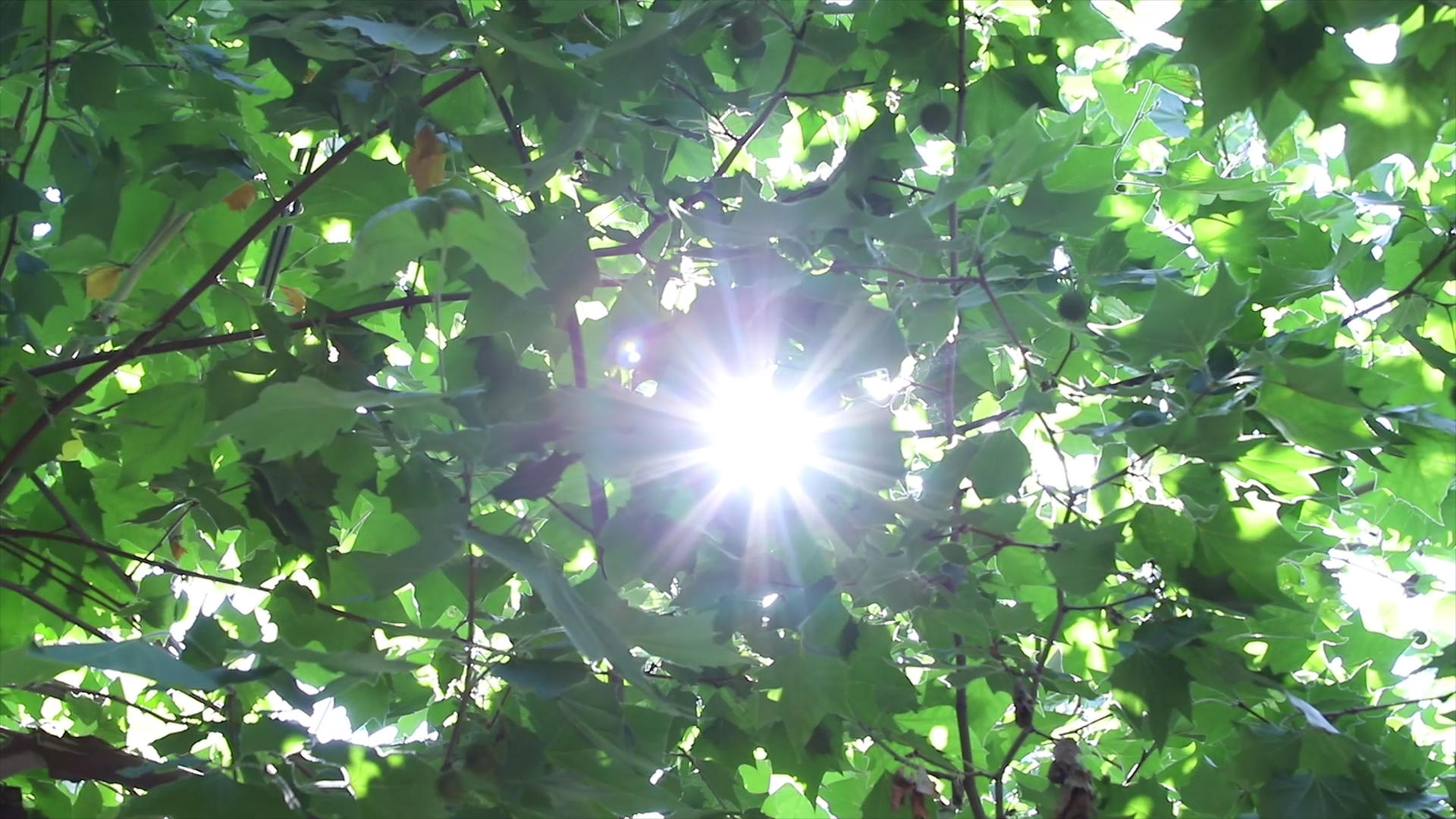 4k实拍夏季树影光晕空镜头视频的预览图