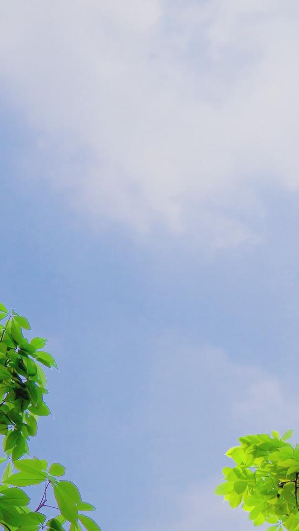 夏天小清新树影延时云层空镜视频的预览图
