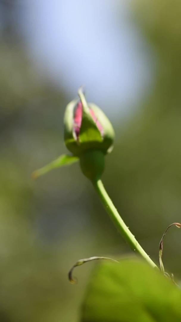 一朵含苞待放的玫瑰升格实拍视频的预览图