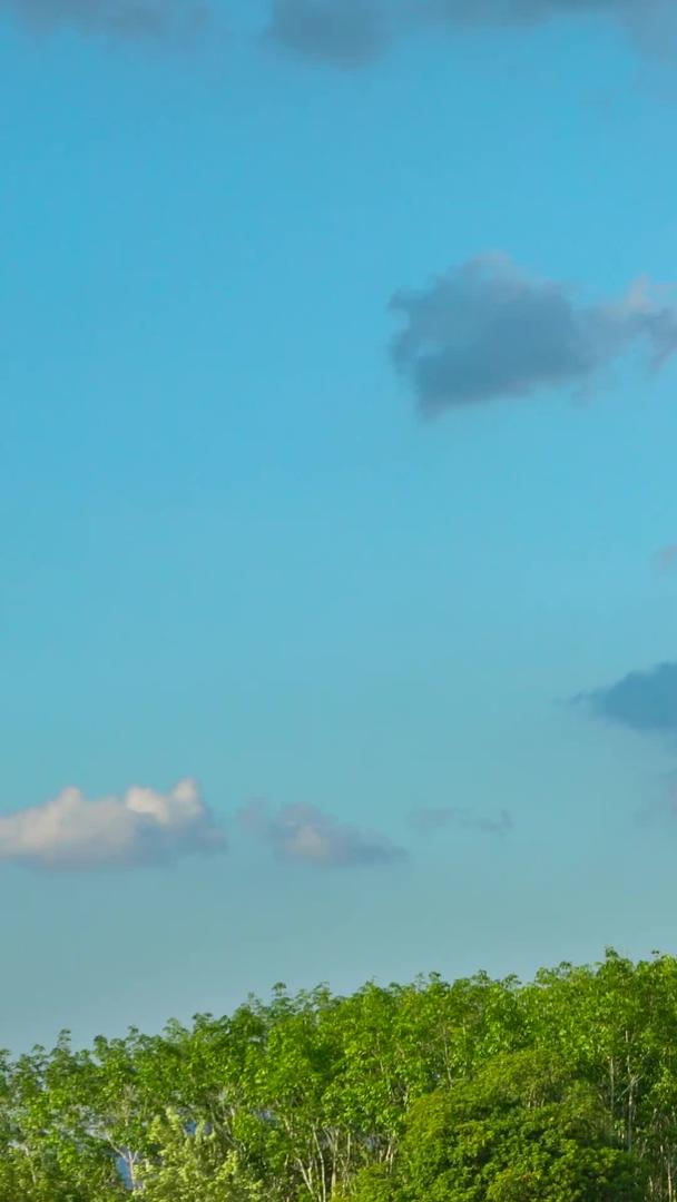 自然风光树林蓝天白云延迟视频的预览图