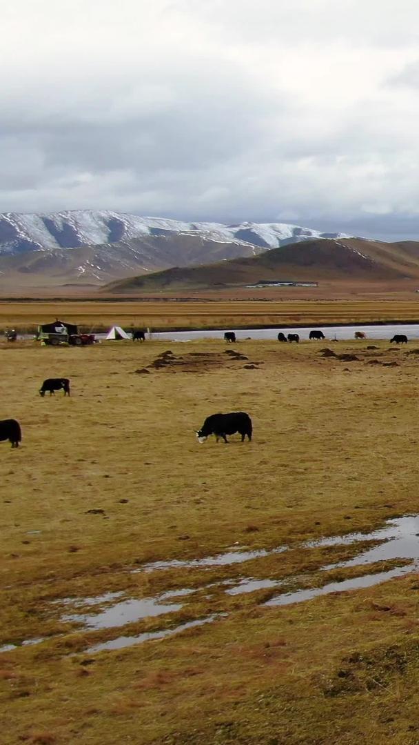 秋天草原牧场上的牛群马群航拍视频视频的预览图