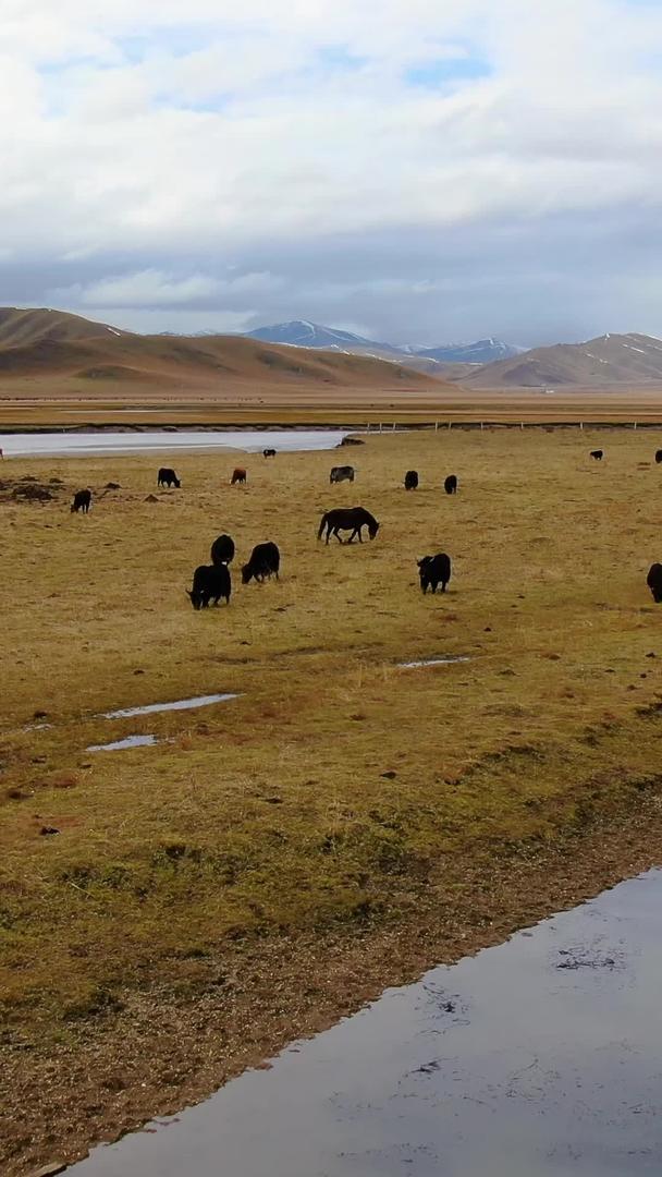 秋天草原牧场上的牛群马群航拍视频视频的预览图
