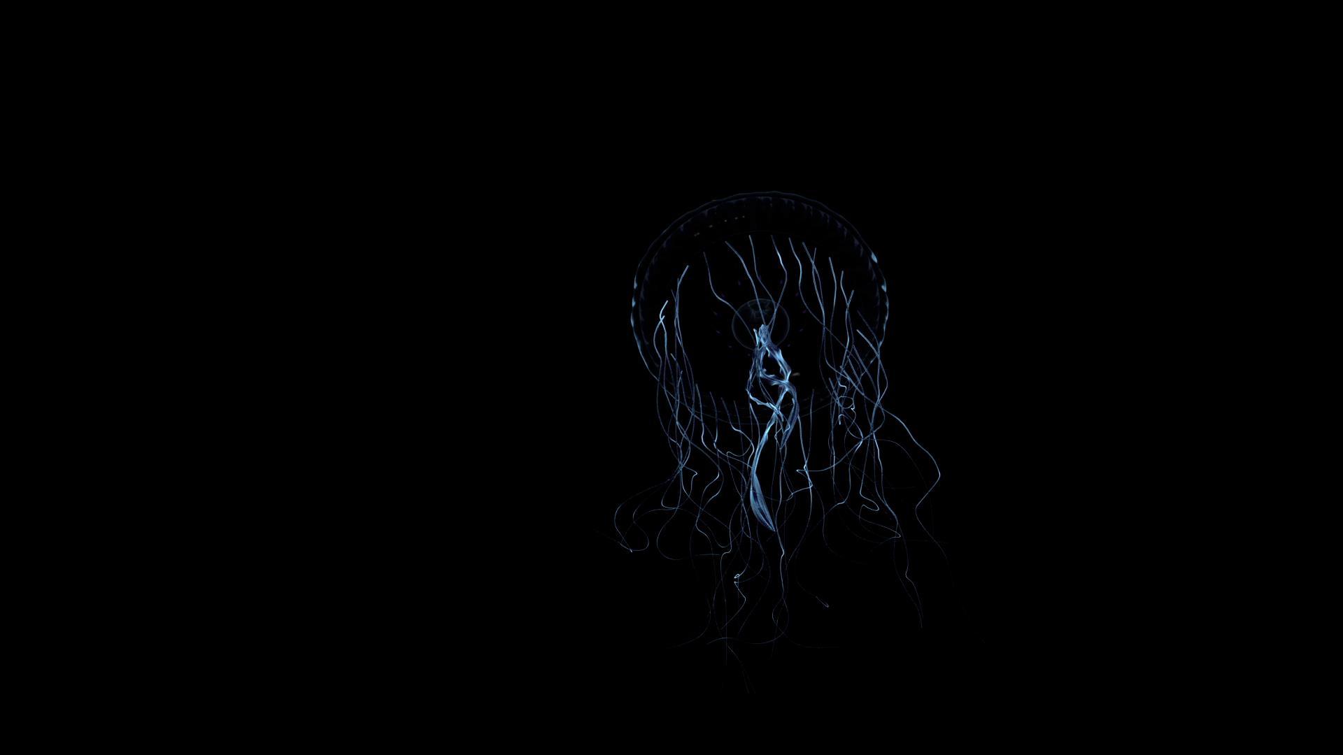 三维水母动画视频的预览图