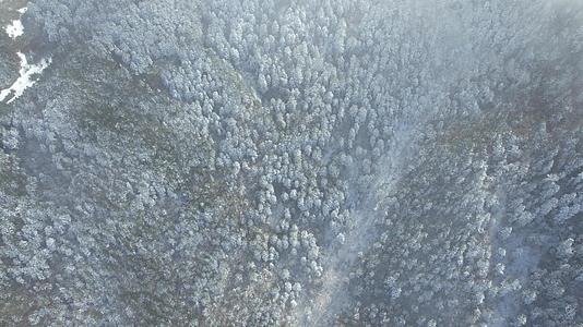 4K冬季密集森林雪景航拍视频视频的预览图