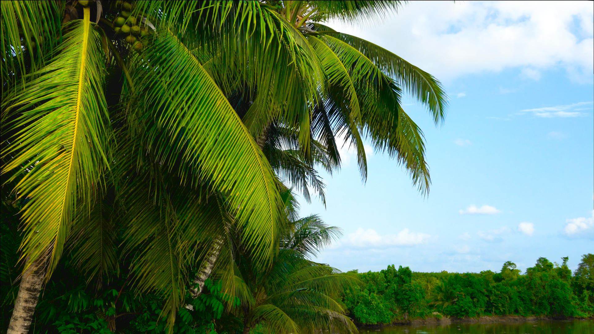 海岛海风椰林延时合集4K视频的预览图