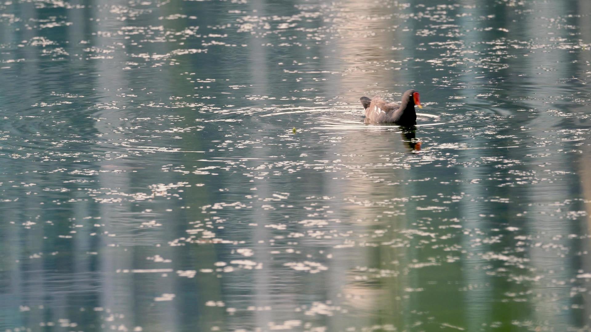 4K湖泊中欢快戏水的鸳鸯视频的预览图