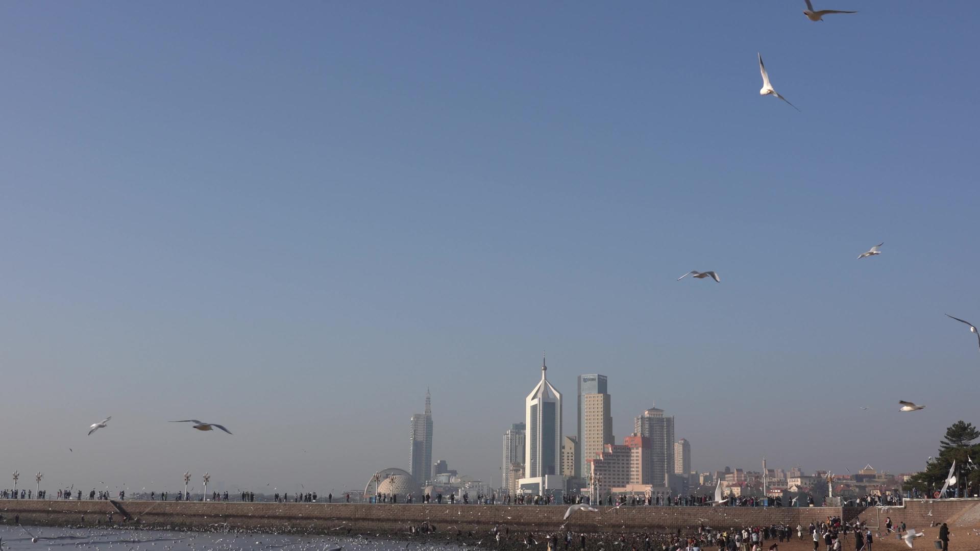 4K冬季青岛栈桥海鸥投食实拍视频视频的预览图