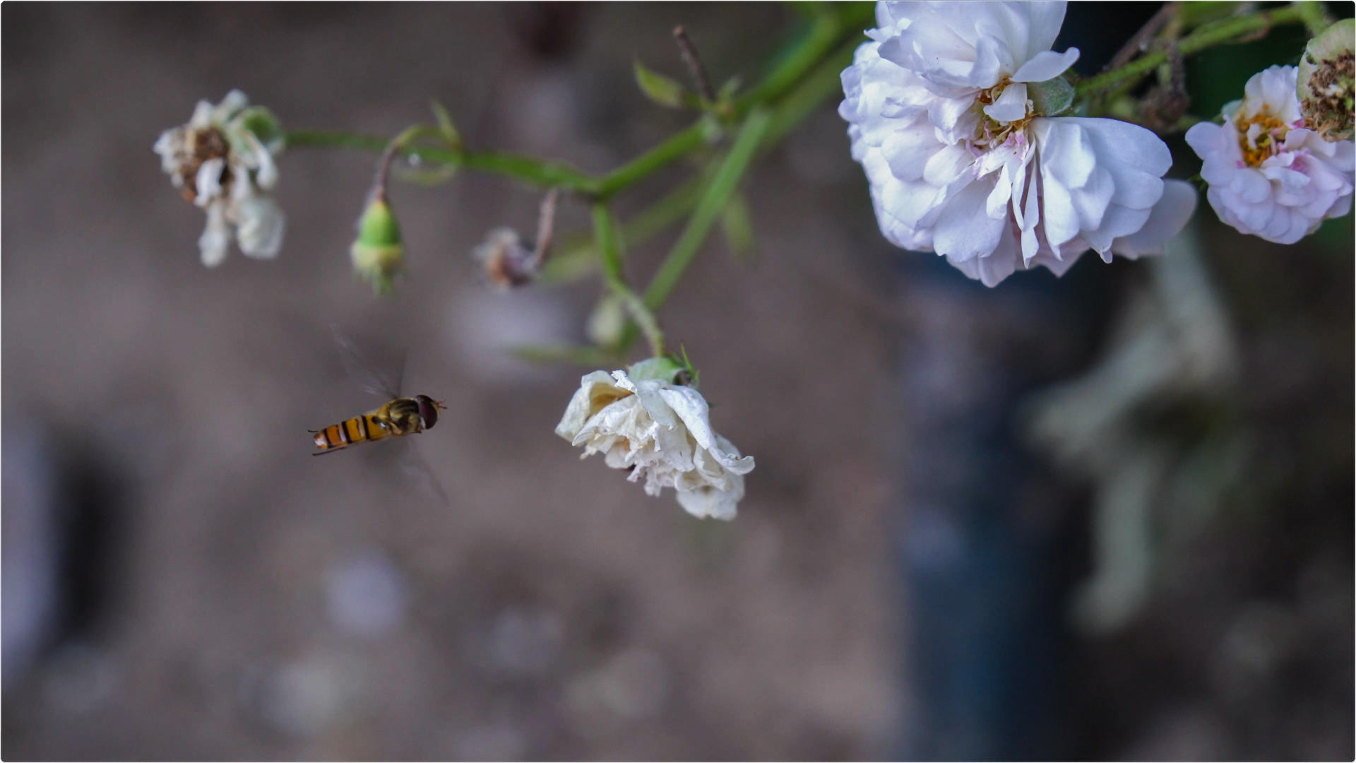 4K白花和小蜜蜂视频的预览图
