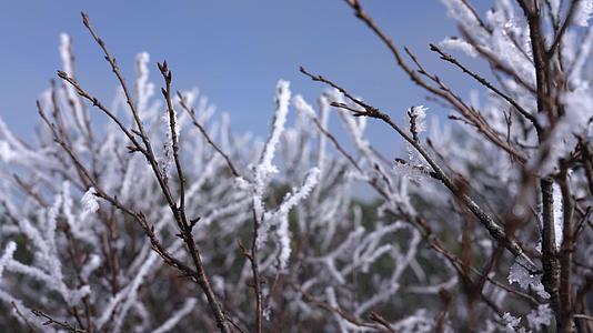 冬季树枝雾凇4K唯美实拍视频视频的预览图