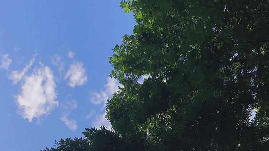 4K蓝天白云绿叶移动的云延迟摄影视频的预览图