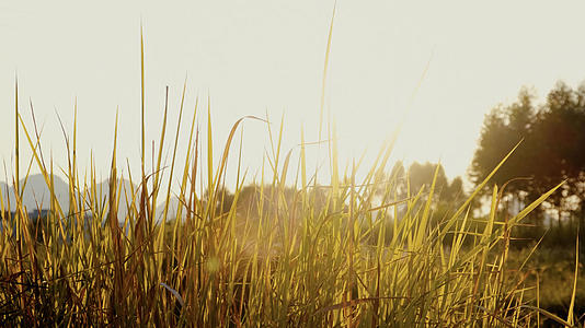 秋天夕阳下的芦苇叶视频的预览图