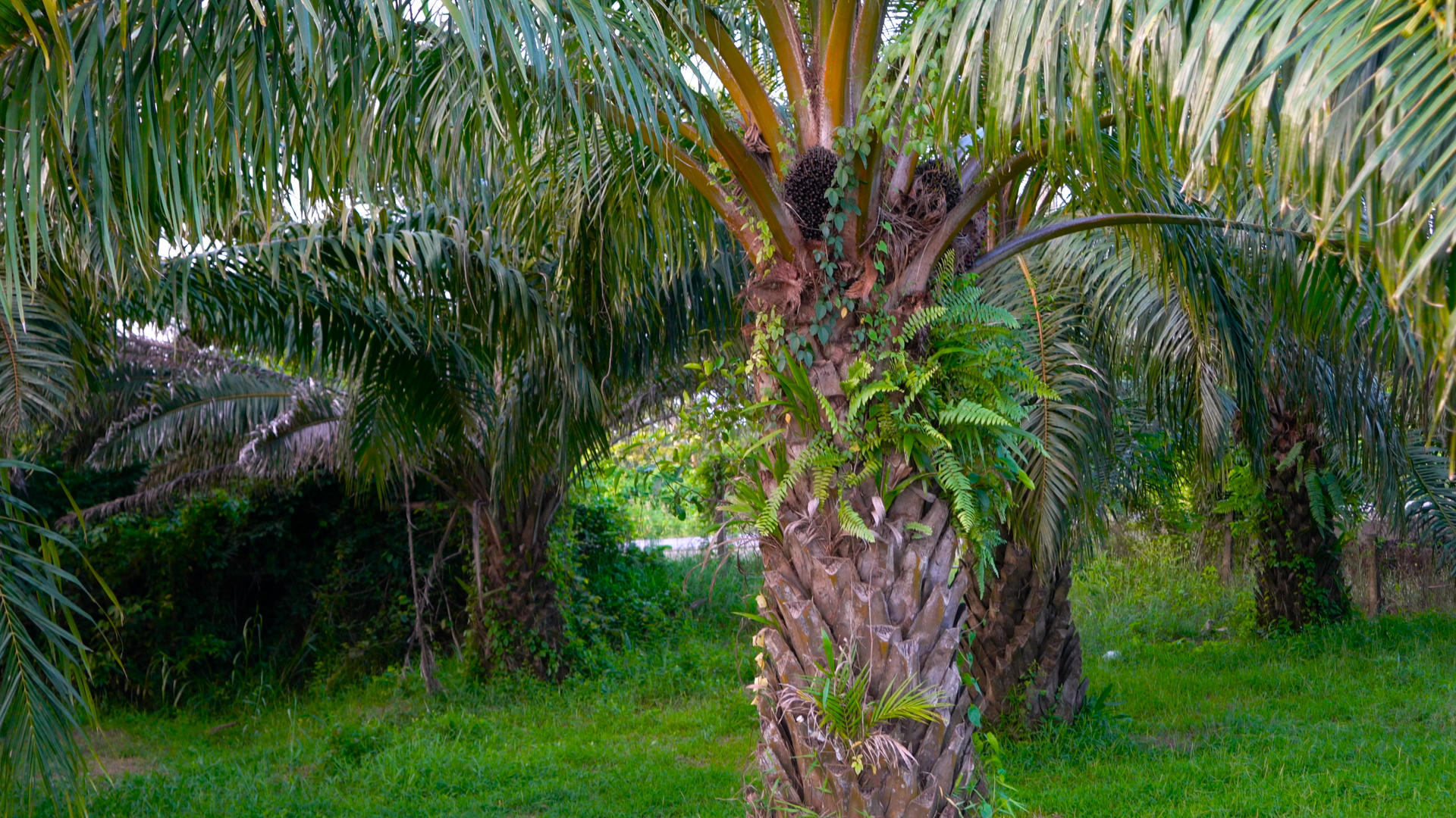 油棕棕榈油食用油植物合集4K视频的预览图