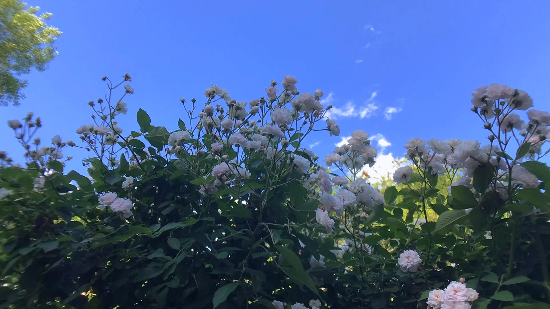 4K公园的蓝天白云鲜花延迟摄影视频的预览图