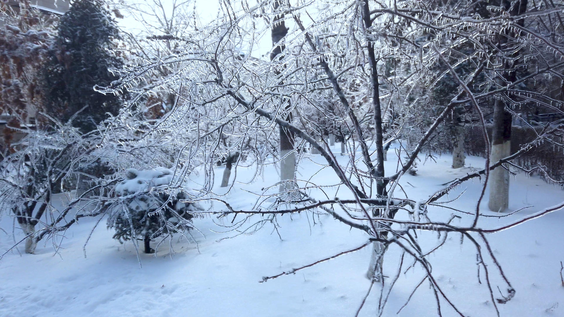 4K拍摄冬季结满雾凇冰晶的树木视频的预览图