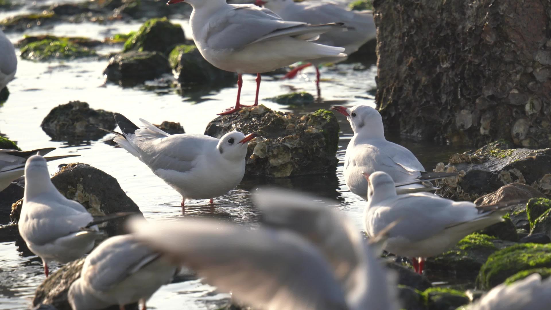 4K海边海鸥自由玩耍喝水特写实拍视频视频的预览图