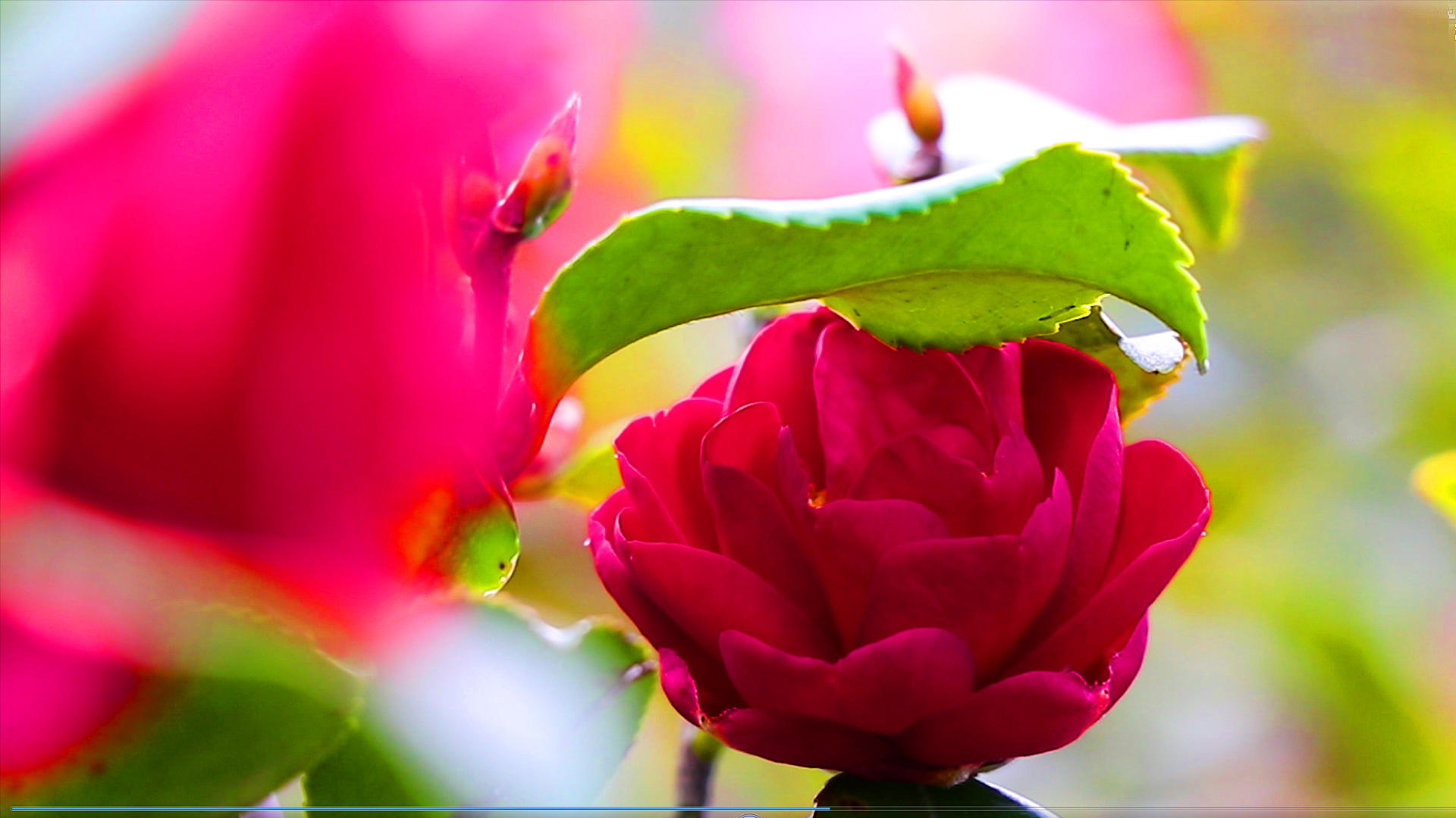 4K实拍美丽的红茶花视频的预览图