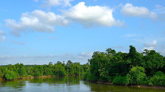 热带雨林河流流淌延时4K视频的预览图