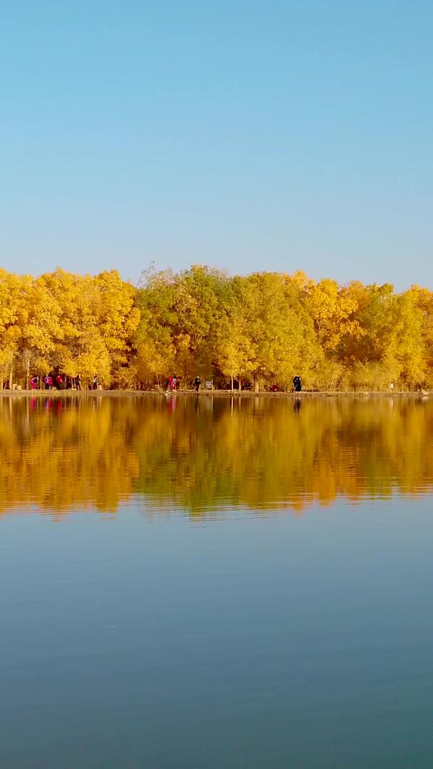 金塔胡杨林金波湖视频的预览图