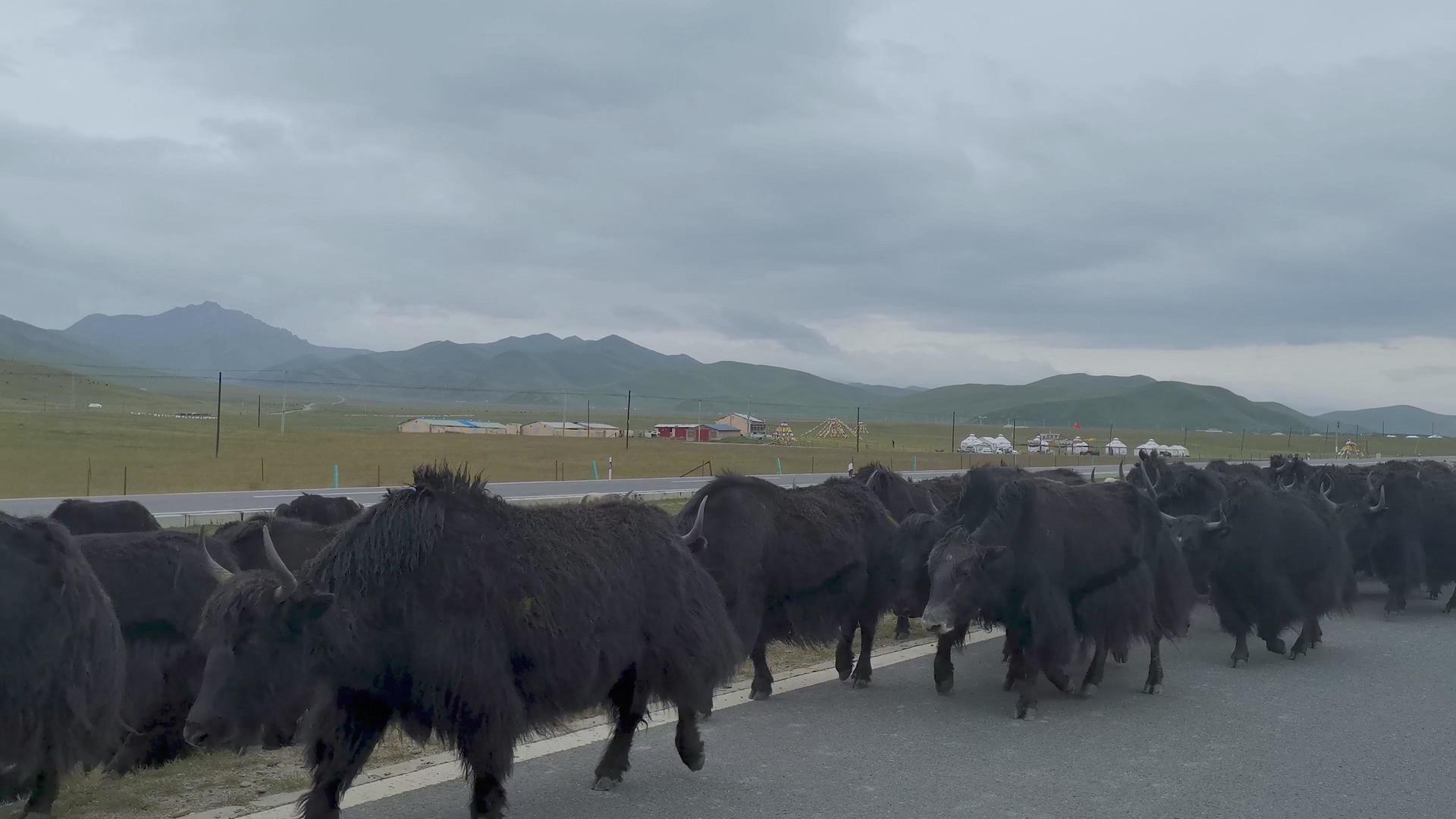 4K祁连山大草原上成群结队牦牛回家视频的预览图