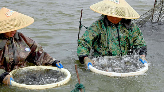 渔民捕鱼收网收获颇丰视频的预览图