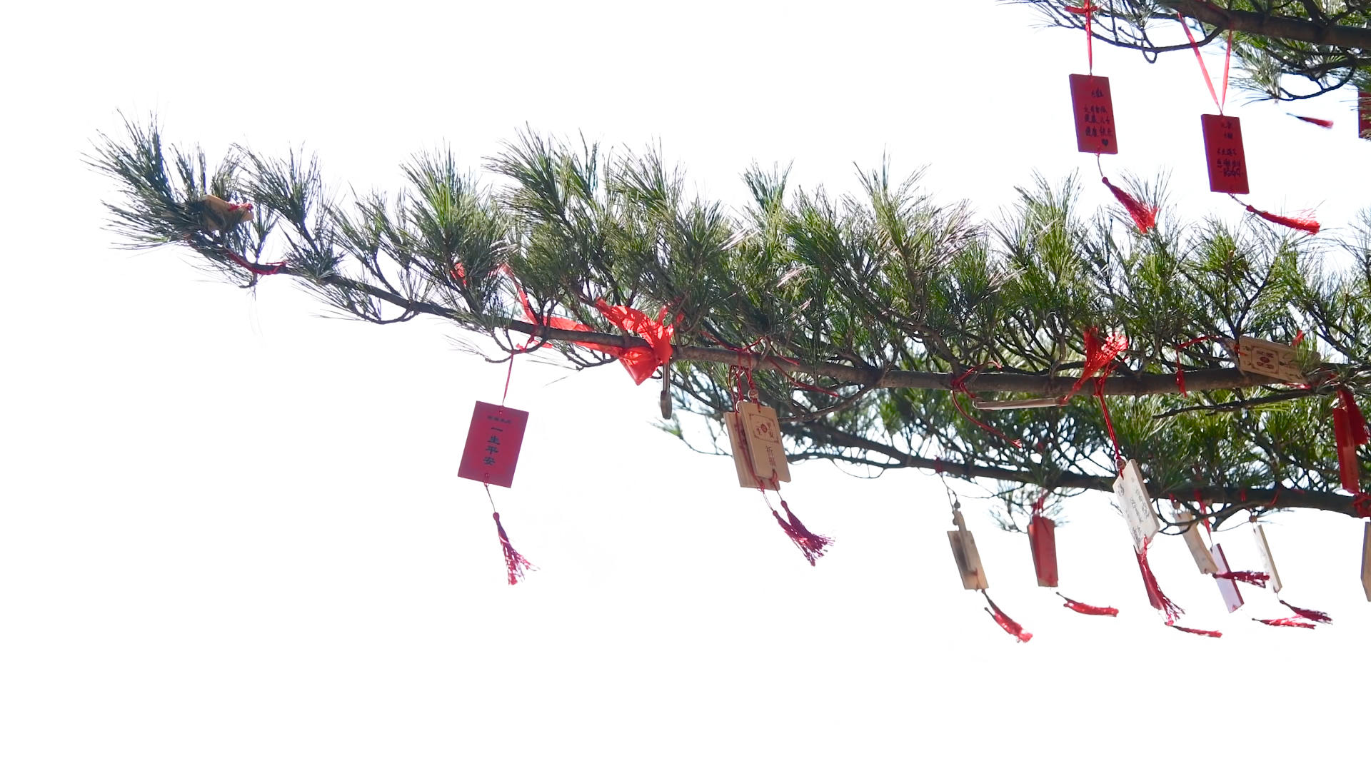 树枝上的祈愿牌4K视频的预览图