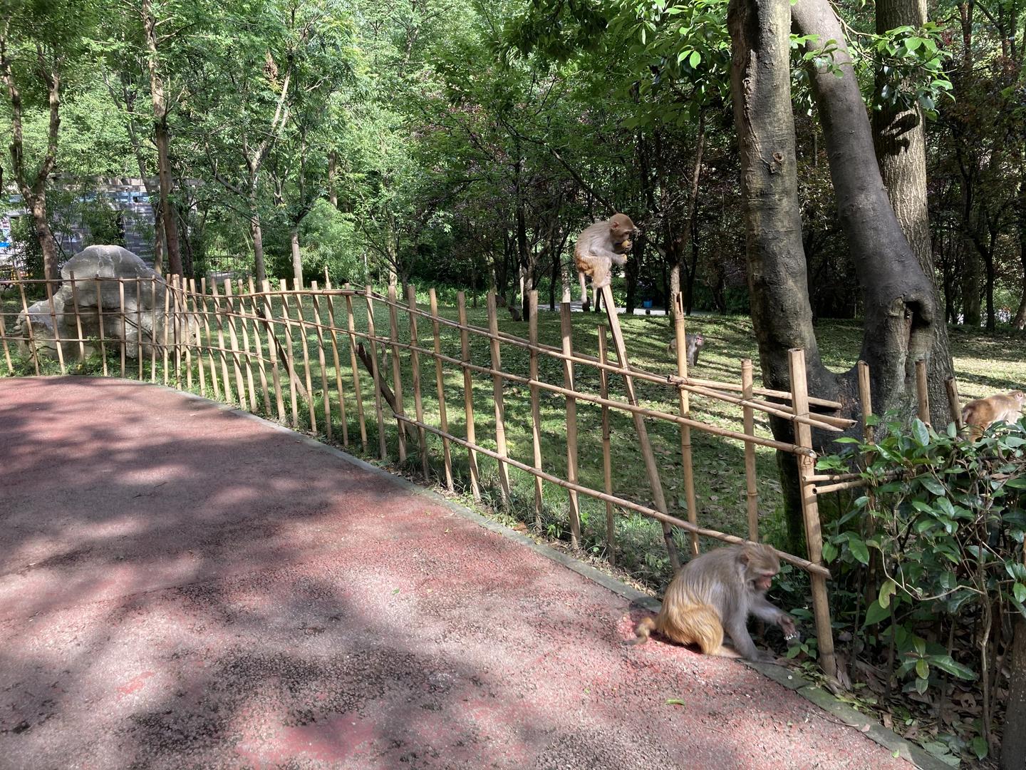 贵阳4A景区黔灵山公园嬉闹的猕猴群视频的预览图