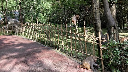 贵阳4A景区黔灵山公园嬉闹的猕猴群视频的预览图