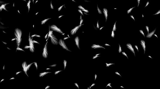 动态白色羽毛飘动4K透明背景视频素材视频的预览图