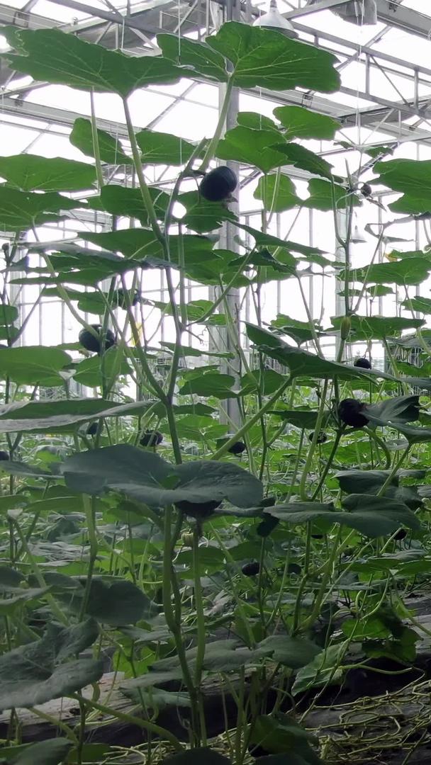 现代农业大机蔬菜木瓜视频的预览图