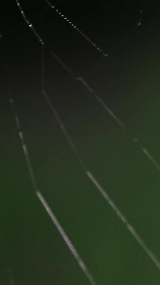 近距离拍摄蜘蛛织网捕食过程集合视频的预览图