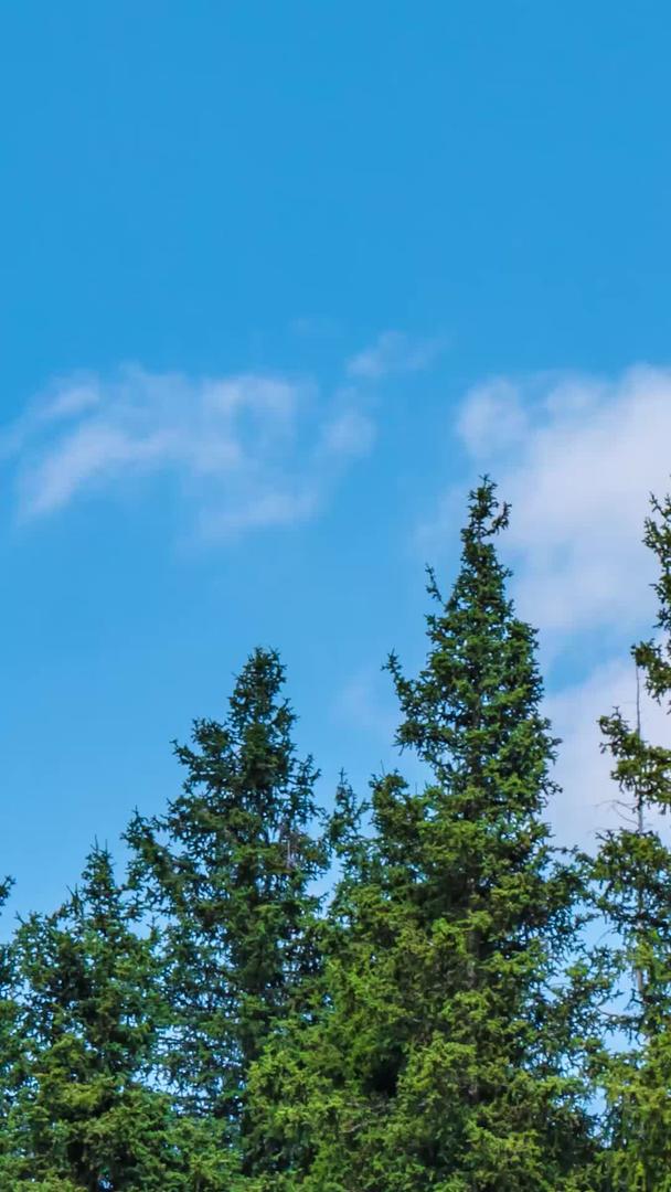 蓝天白云延迟的松树尖视频的预览图