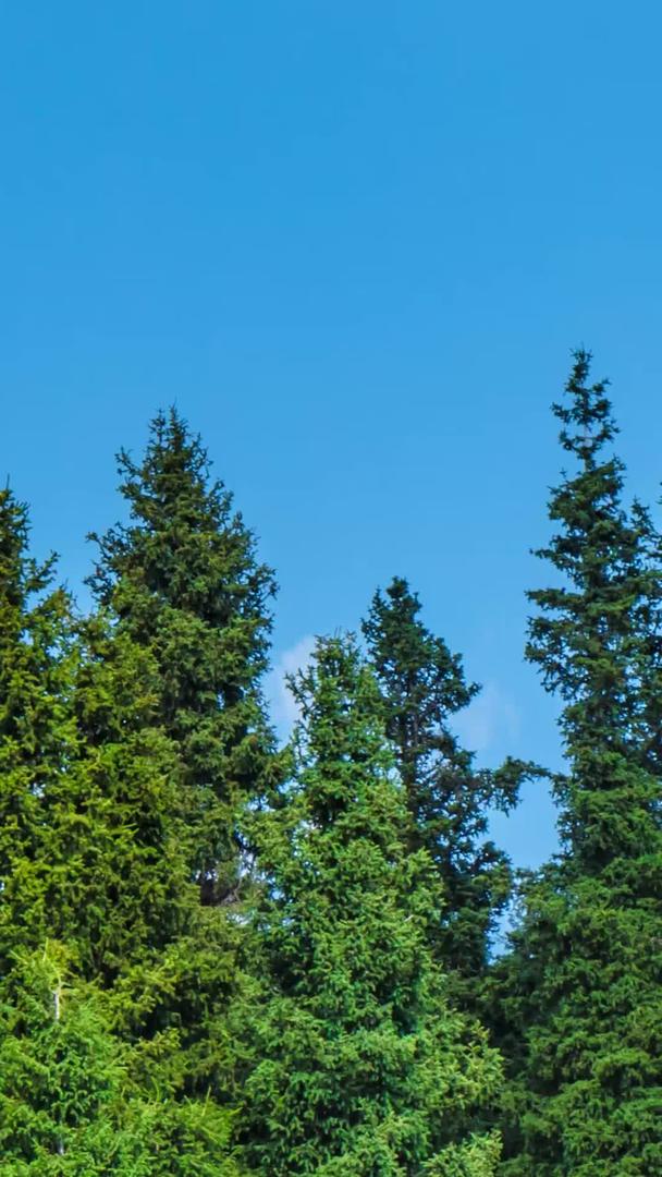蓝天白云延迟的松树尖视频的预览图