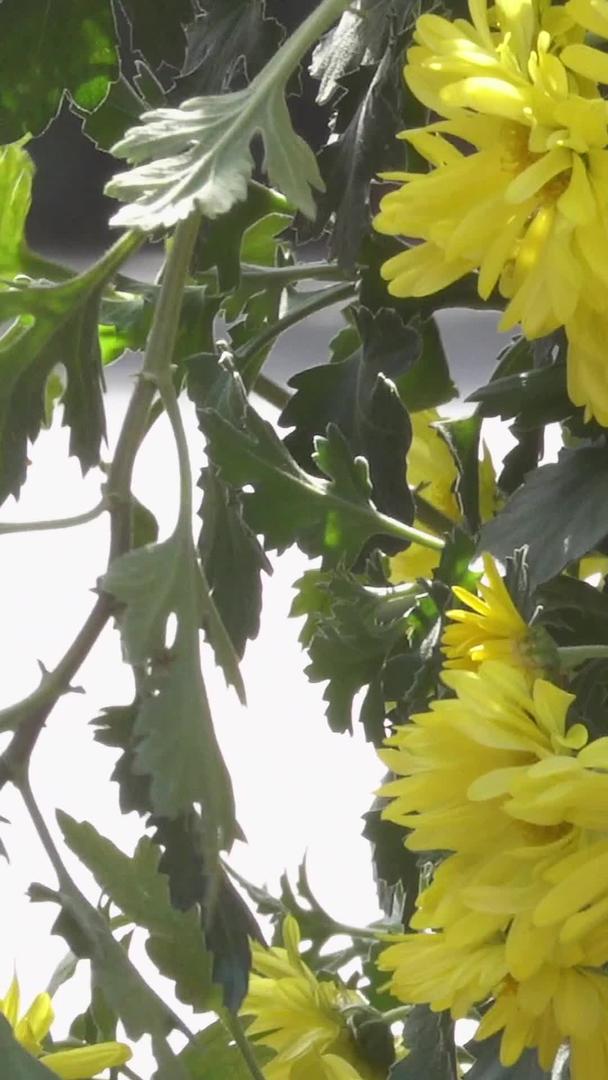 秋天自然风光菊花视频集集视频的预览图