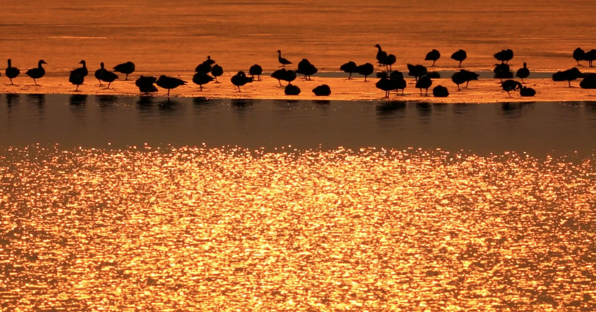 金色湖面暮光鸭湖视频的预览图