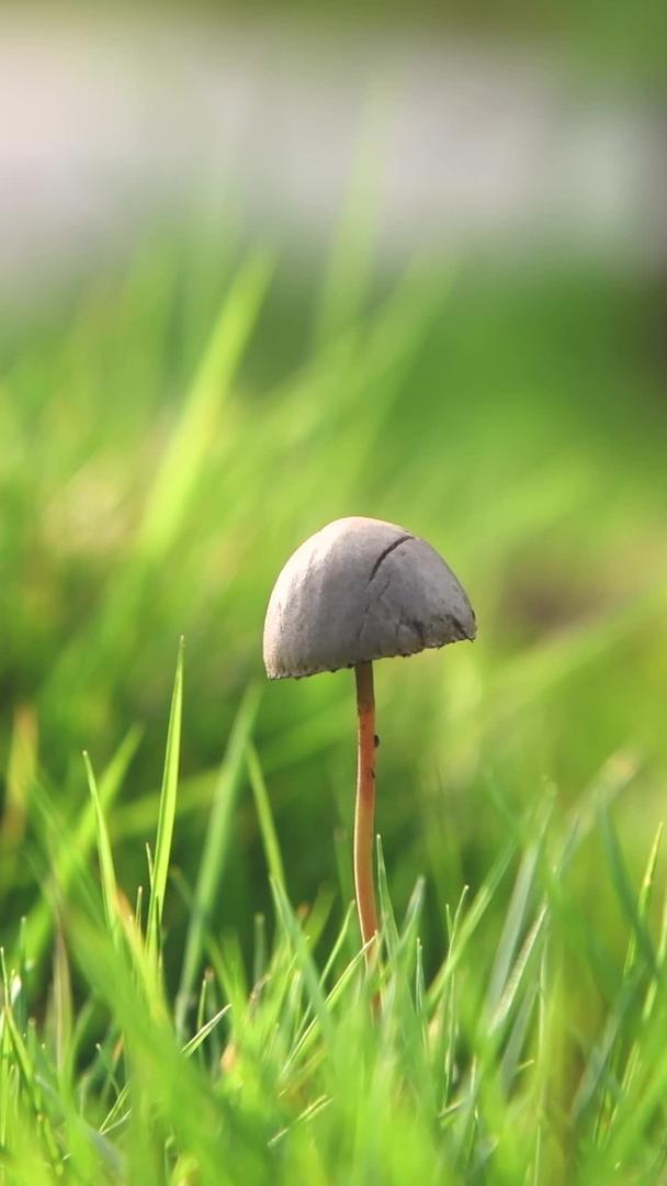 草地上的蘑菇视频的预览图