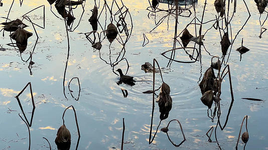 冬天荷花池塘里的鸭子4k素材视频的预览图