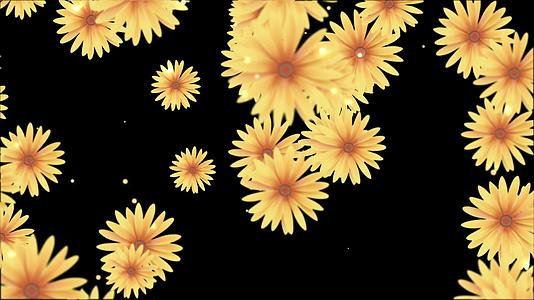 4k动态菊花花蕊下落透明背景视频素材视频的预览图