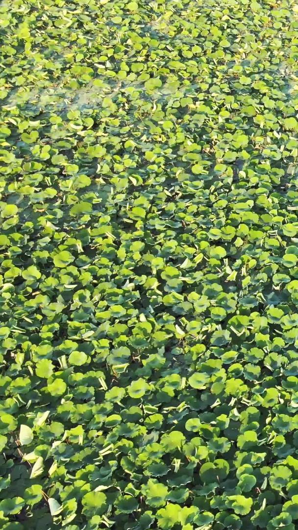 夏季低空航拍湖景农业家乐荷塘农业风光素材视频的预览图