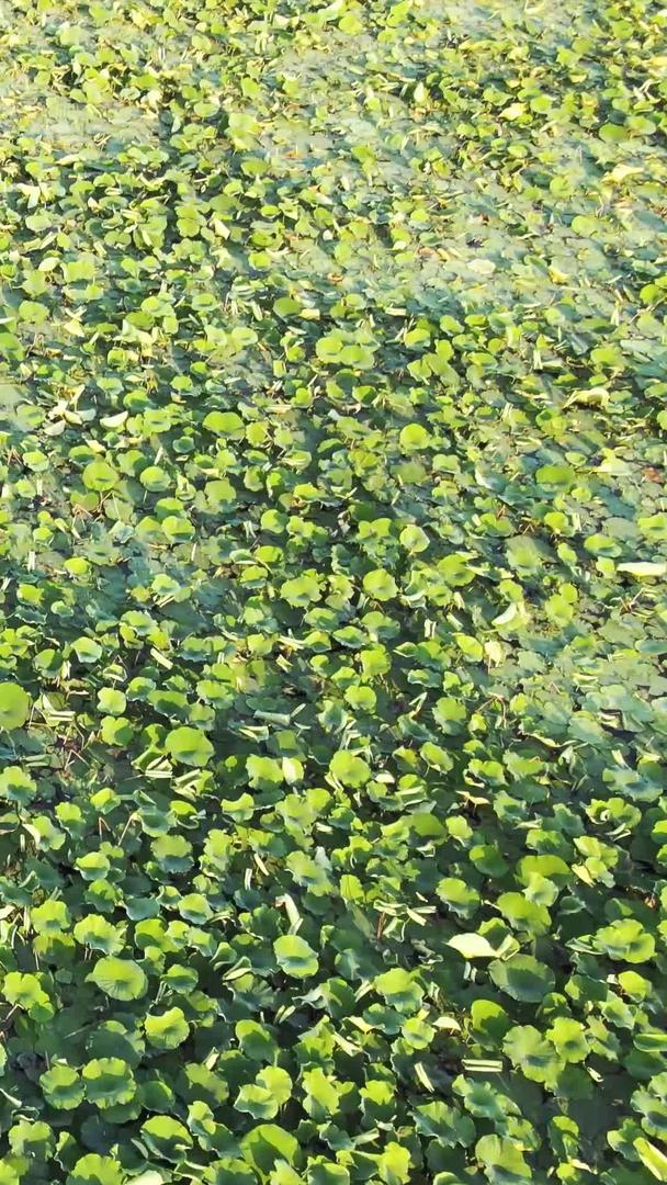 夏季低空航拍湖景农业家乐荷塘农业风光素材视频的预览图