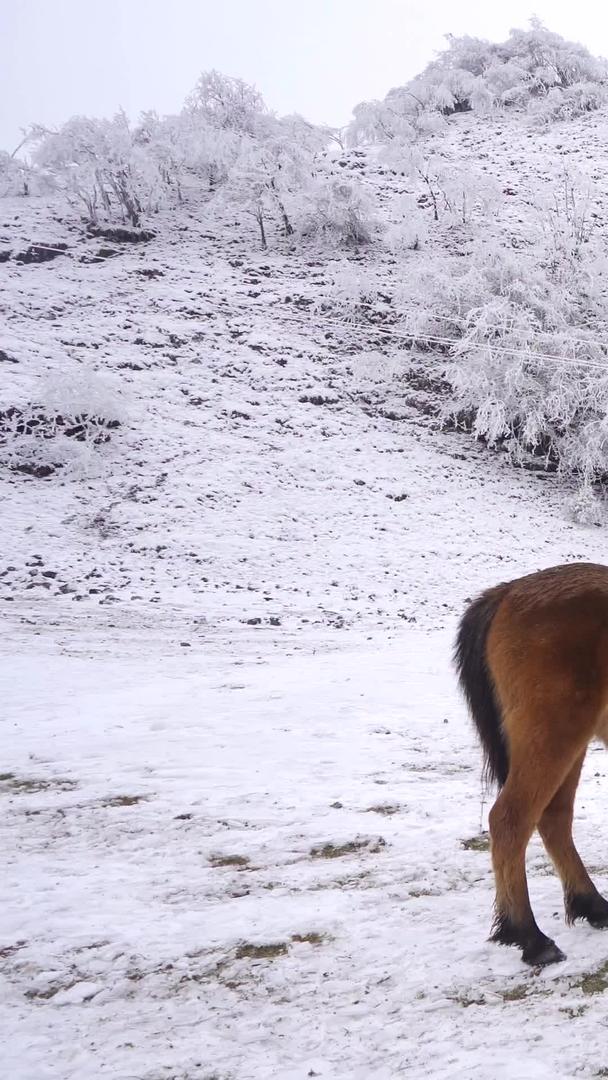 在冰雪中吃草的野马群视频的预览图