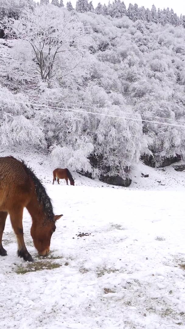 在冰雪中吃草的野马群视频的预览图