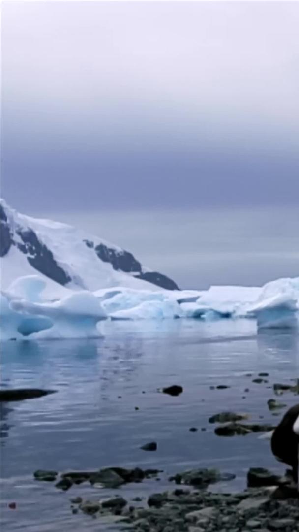 一只企鹅在南极大陆上视频的预览图