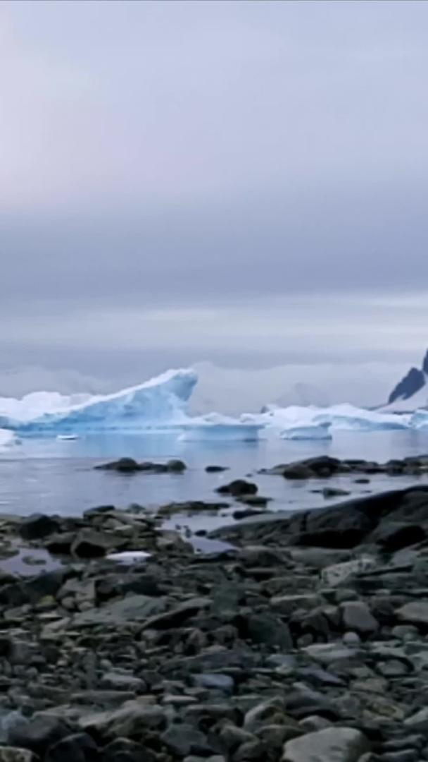 一只企鹅在南极大陆上视频的预览图