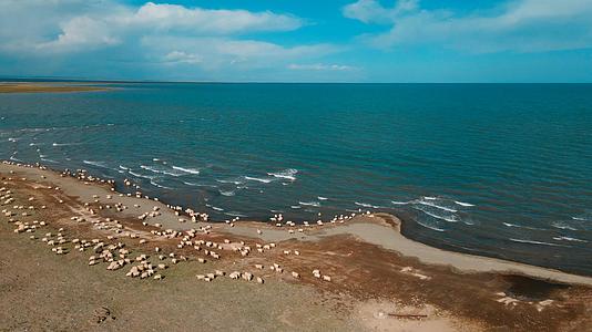 航拍青海湖羊群视频的预览图